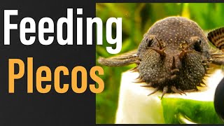 What to Feed Plecos Everything You NEED to Know [upl. by Cedell]