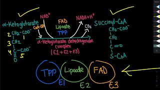 AlphaKetoglutarate Dehydrogenase Complex Mechanism  Biochemistry [upl. by Packer]