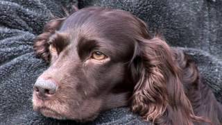 S 35 Show 2 Boykin Spaniels and Katys 1st Hunt [upl. by Onnem]