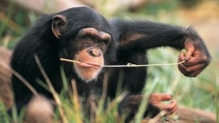 Wild Animals Chimp Uses Twig to Fish for Termites [upl. by Rudolf]