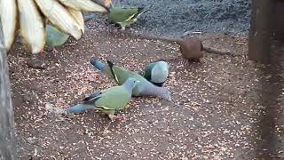 Negros fruit dove [upl. by Boot198]