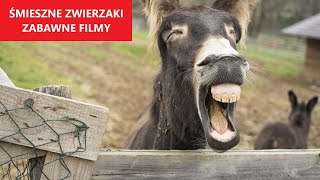 ŚMIESZNE ZWIERZĘTA 31  Najlepsze Filmy Tygodnia  KLUB ŚMIESZNYCH ZWIERZĄT [upl. by Nale]