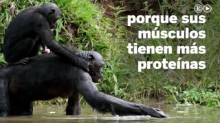 Chimpancés ¿más fuertes que los humanos  Ciencia [upl. by Shishko172]