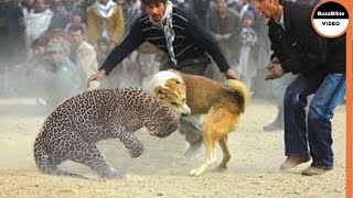 BATTLE BETWEEN A DOG AND A LEOPARD WHO WILL WIN [upl. by Eibur]