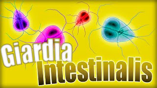 GIARDIOSIS ❗❗ Giardia lamblia Ciclo biológico síntomas diagnóstico y tratamiento  Parasitología [upl. by Nylime897]