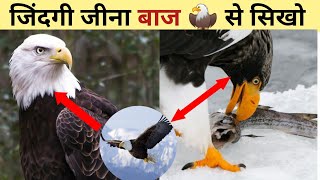 Motivational story of eagle in hindi  eagle story  Eagle at 40 years of age [upl. by Leiru]