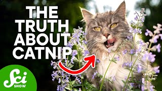 What Actually Happens to Your Cat on Catnip [upl. by Rosner556]