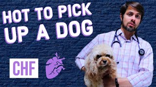 Post operative advice after your dogs spay surgery [upl. by Anilec]