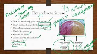 Enterobacteriaceae [upl. by Ynnavoj820]