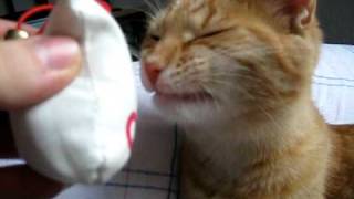 Funny Cat Reaction to Cat Nip [upl. by Marl]