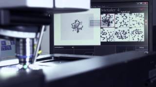 MetaSystems Cytogenetic Imaging Automation [upl. by Adnana]