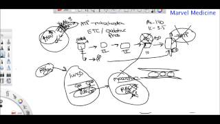 Ischemia and Reperfusion injury [upl. by Annauqal]