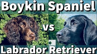 Labrador Retriever amp Boykin Spaniel  Puppy Training Comparison [upl. by Dloniger431]