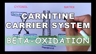 Carnitine Carrier System  Beta Oxidation Part II [upl. by Eyla]