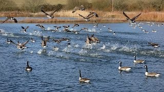 Canada Geese Taking Off [upl. by Natty]