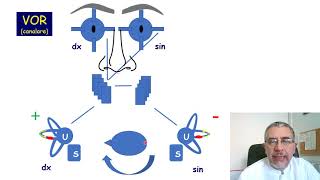 Il riflesso vestibolooculomotore  VOR [upl. by Pincas]