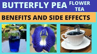 Butterfly Pea Flower Tea  Blue Ternate  Clitoria Ternatea  Benefits and side effects [upl. by Aciraa]