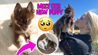 MEET OUR NEW PUPPY 11WeekOld Pomsky Meets Our 1YearOld Pomeranian [upl. by Rubenstein]