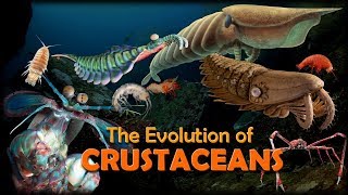 The Evolution of Crustaceans 🦐🦀 [upl. by Cissy903]