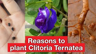 How to plantgrowcare clitoria ternatea  Butterfly pea health benefits  Blue ternate tea [upl. by Hathcock]