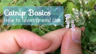 Catnip Basics How to Identify and Use [upl. by Kliber]