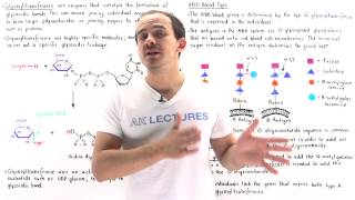 Glycosyltransferases and ABO Blood Groups [upl. by Aerdnu]