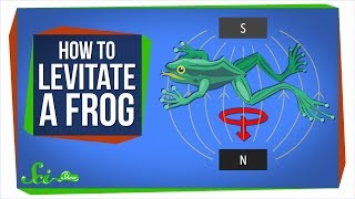 Diamagnetism How to Levitate a Frog [upl. by Godrich794]