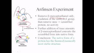 Anfinsen experiment [upl. by Hermann651]