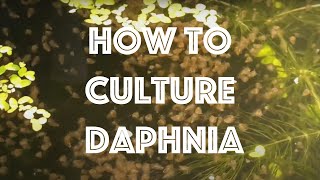 How To Culture Daphnia Magna [upl. by Cami]