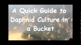 How to culture daphnia outside [upl. by Gauldin]