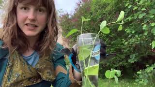 Saskatoon Berry Tree Propagation [upl. by Eimot]