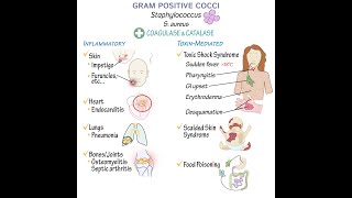 Gram Positive Cocci Overview [upl. by Noryak]