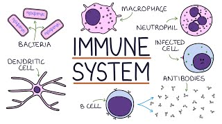 Understanding the Immune System in One Video [upl. by Landers]