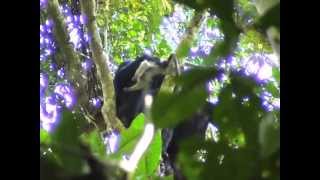 Los chimpancés carnívoros  Carnivores chimpanzees Uganda [upl. by Lluj495]