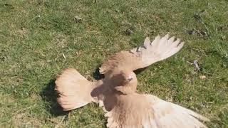 Parlor Roller pigeon rolling [upl. by Plank]