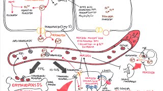 Iron Physiology [upl. by Liatris492]