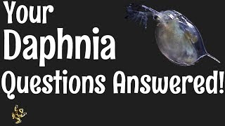 Daphnia Questions Answered [upl. by Maag]