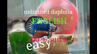 daphnia moina culture Easy way Unlimited production English  with sub Green water Chlorella [upl. by Irwinn]