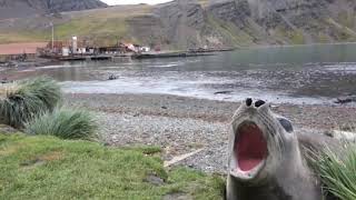 Seal Laughing [upl. by Jock]