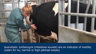 Abdominal examination in ruminants [upl. by Lalise763]