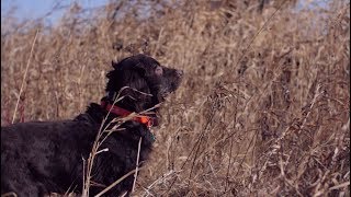 Boykin Spaniel [upl. by Ramso]