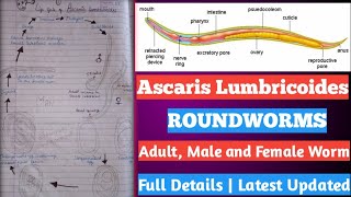 ascaris Lumbricoides  life cycle of ascaris Lumbricoides  एस्केरिस लुम्ब्रिकोइड्स क्या है [upl. by Alabaster]