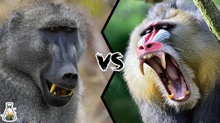 BABOON VS MANDRILL  Which is the strongest monkey [upl. by Casta913]