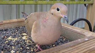 Mourning Doves Feeding Up Close [upl. by Anaila]