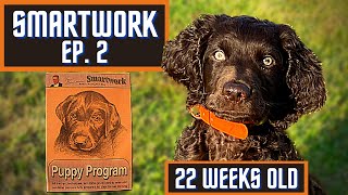 Boykin Spaniel Duck Dog Training With SMARTWORK PUPPY PROGRAM  Ep 2 [upl. by Nyrhtakyram]