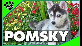 Pomeranian Husky Dogs 101  The Pomsky [upl. by Brooke]