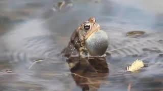 FROG SOUNDS COMPILATIONS [upl. by Gaskill33]