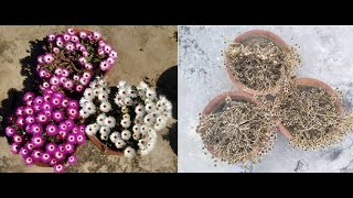 Collect Ice Plant Seeds  Collect Mesembryanthemum Plant Seeds [upl. by Sremlahc]