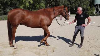 Using the whip in horse training with Andrew McLean [upl. by Bridget304]