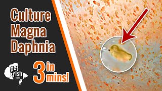 How to culture DAPHNIA MAGNA  The easy way [upl. by Samantha606]